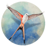 展翅翱翔内置菜单 - 推荐图片