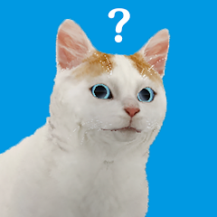 逃脱游戏猫的视角