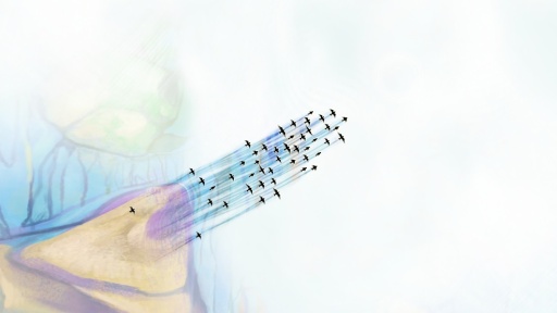 千山飞鸟 截图3